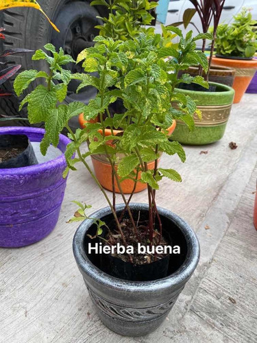 Imagen 11 de 12 de Maceteros Y Plantas Más De 30 Diferentes