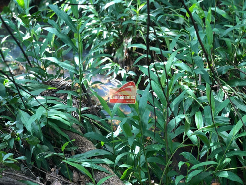 Chácara À Venda, Fazendinhas Amaro - Lagoa Santa/mg - 1393
