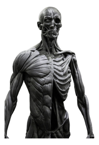 Maqueta Esqueleto Humano Jmc 3d 30cm 