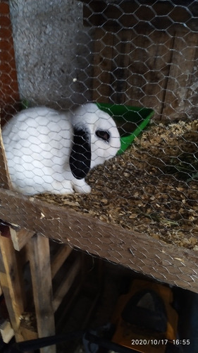 Imagen 2 de 6 de Conejos Holland Lop