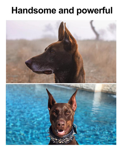 2x Mascota Perro Oreja Soporte Corrector Herramienta Perro