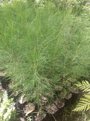 Casuarinas
