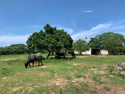 Finca Ganadera