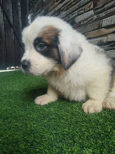 Cachorros San Bernardo 