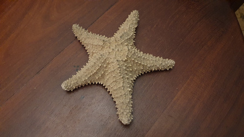 Imagen 3 de 7 de Estrella De Mar Natural Grande 32 Cm De Mexico