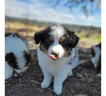 Comprar Cachorros Aussies (pastor Ovejero Australiano)