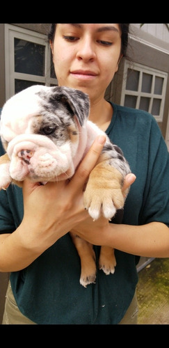 Imagen 7 de 8 de Bulldog Ingles Exotico