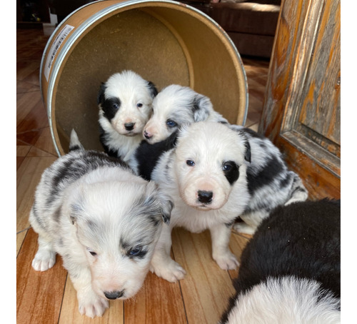 Border Collie