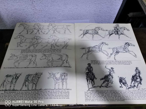 Horses And Riders Of The Old West Walter T. Foster (Usado)
