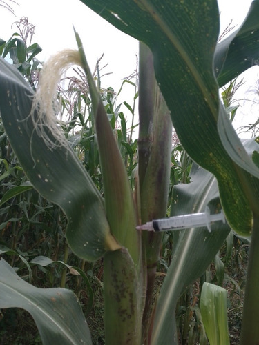 Micelio Para Producir Huitlacoche, Presentación Líquida
