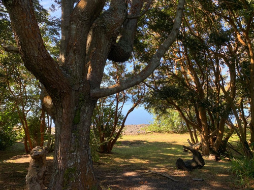 Parcela Con Cabaña - Orilla Lago Puyehue