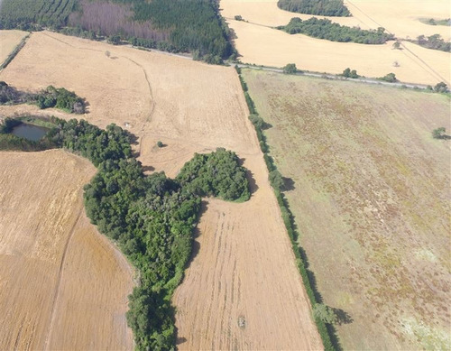 Imagen 6 de 15 de Agrícola En Venta En Ercilla