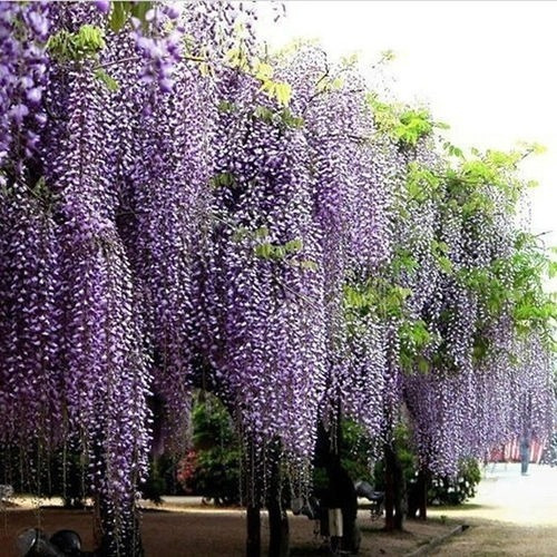 Muda De Wisteria - Glicinia  Jardim- Bonsai - Trepadeira.