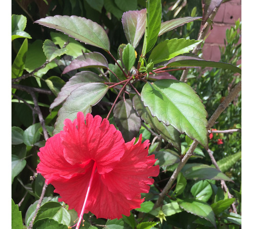 Cayena Roja, Planta De Jardín