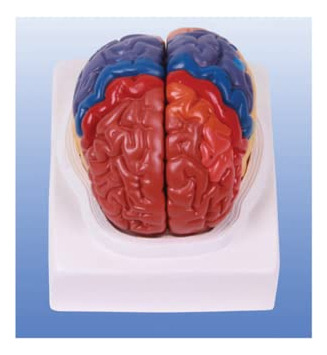 A1048 Un Modelo Anatomico Tamaño Natural Cerebro Humano