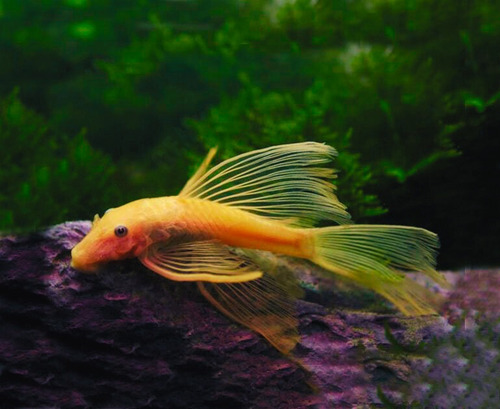 Peces Ancistrus Albino Velo