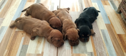 Cachorros Salchichas Dachshund