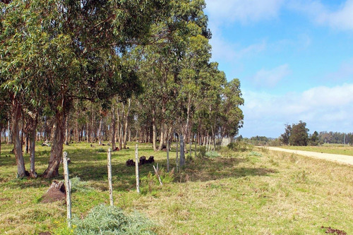 Campo En Punta Del Este, | Alejandro Perazzo Ref:12338- Ref: 12338
