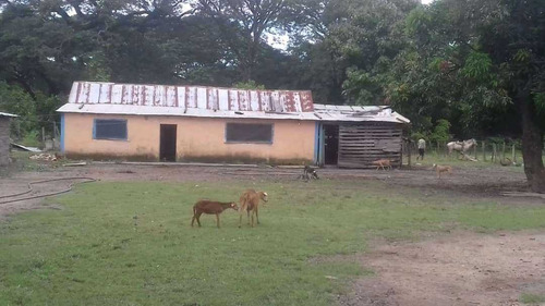 Imagen 7 de 11 de Finca De 600 Hectáreas En Arismendi