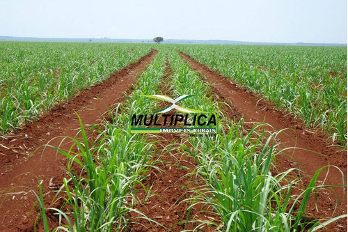 Imagem 1 de 10 de Fazenda 435,6 Ha, R$ 68.870 Por Ha Uberlândia, Agricultura, Cana - 398