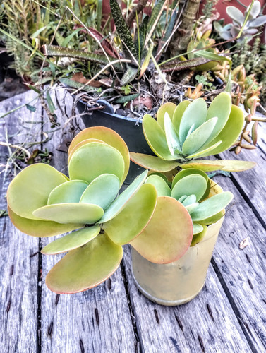 Kalanchoe Thyrsiflora Luciae - Suculenta De Colección