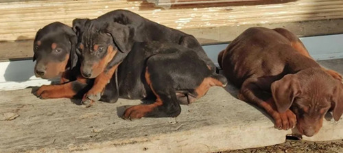 Imagen 2 de 3 de Cachorros Doberman Gigante 350cada Cachorro