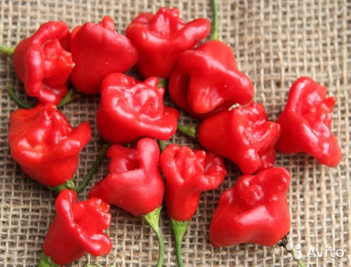 30 Semillas Chile Campanita O Aji Corona De Obispo Picante