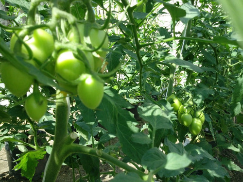 5 Millares Semillas De Tomate Hibrido Determinado Pony