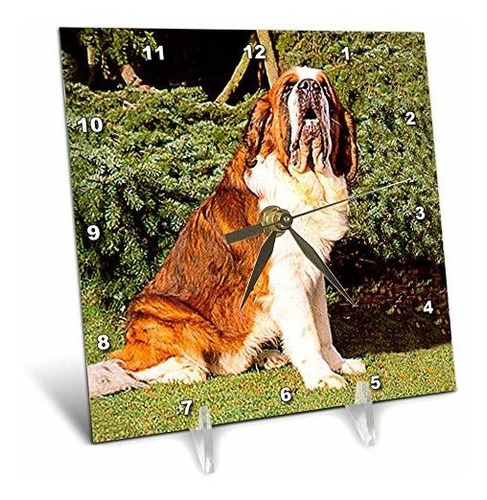 3drose Saint Bernard - Reloj De Escritorio, 6 X 6 Pulgadas