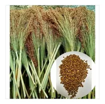 Comprar Sorgo Vassoura-500gr De Sementes - Produção Vassoura Caipi