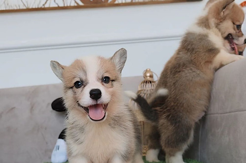 Cachorros Corgi Tradicional