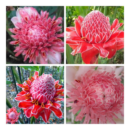 10 Bulbos Mudas De Lirio Bastão Do Imperador Flor Vermelha 