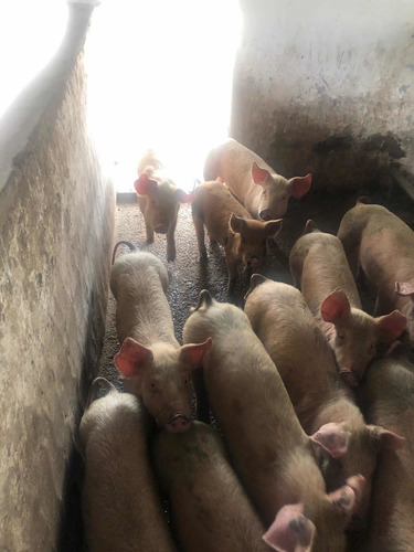 Imagen 8 de 8 de Lechones, Chanchas, Chanchos, Padrillos.