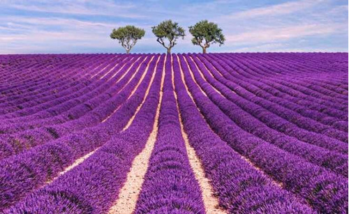 Aceite Esencial Puro De Lavanda