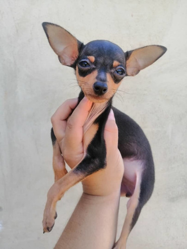 Imagen 1 de 2 de Cachorros Mini Pincher