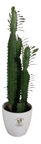 Euphorbia Trigona + Maceta