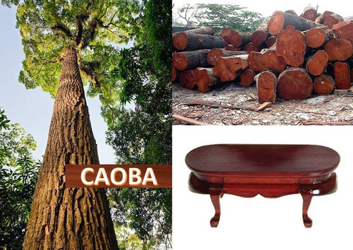 Caoba De Hoja Grande. Plántula En Cono Forestal