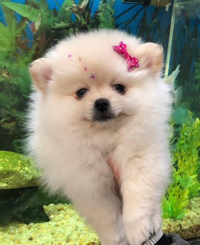 Imagem 1 de 2 de Filhote De Spitz Alemao