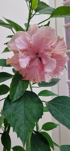 Rosa China Hibiscus Rosa Sinensis -doble-