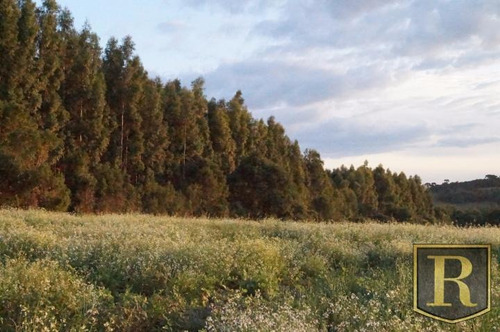 Imagem 12 de 15 de Chácara Para Venda Em Guarapuava, Área Rural - Ch-0003_2-141506