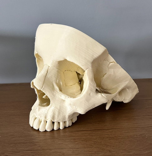 Cráneo Anatómico - Impresión 3d