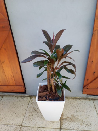 Dracena Rubra Interior Hermosa - Ent.gratis Caba Y Gba