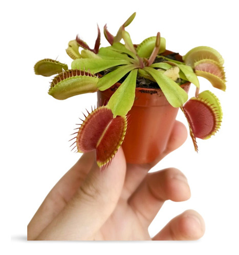 Planta Comprar Nepenthes Online