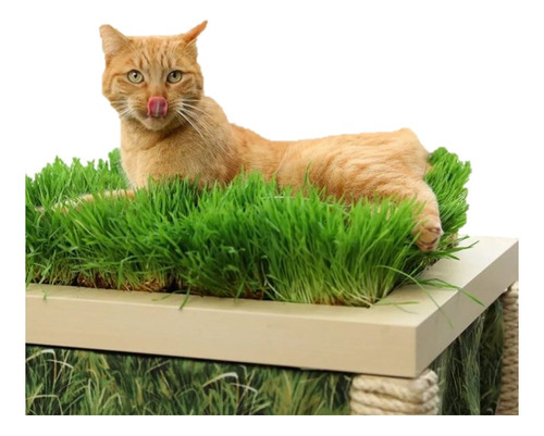 2k Planta Hierba Gatera Cama Natural Para Gatos 