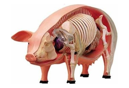 Tedco 4d 26102 Modelo De Anatomia De Cerdo De Vision, Un Col