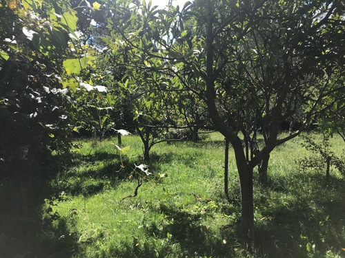 Gran Casa Sobre 5 Lotes Mas De 5.000 Mts Con Frutales Y Parquizacion En La Peregrina---retasada ---