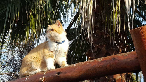 Gato Persa Himalaya Blue Point, Hembra Nacido 29/11