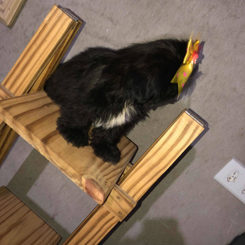Imagem 1 de 5 de Cachorro Shih-tzu Temos 3 Fêmeas E 2 Machos