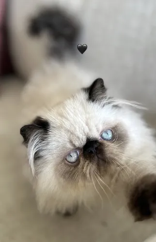 comprar Gatos Persa Extremos