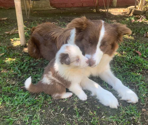 Border Collie Pedigree Cbkc Filhotes Alta Linhagem